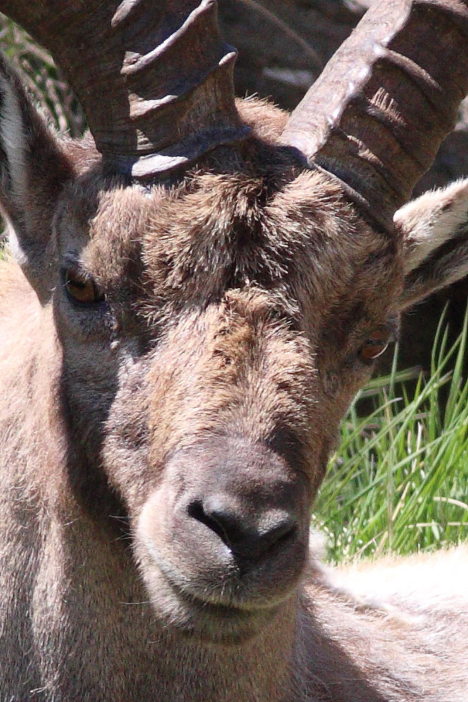 Stambecchi Gran Paradiso